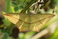 Timandra comae