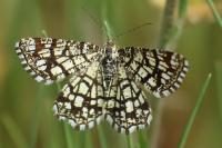 Chiasmia clathrata