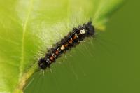 Lymantria dispar