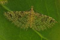Alucita hexadactyla
