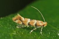 Phyllonorycter trifasciella