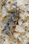 Eudonia angustea