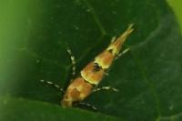 Phyllonorycter trifasciella