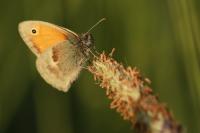 Coenonympha pamphilus