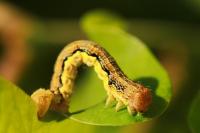 Erannis defoliaria