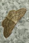 Idaea seriata