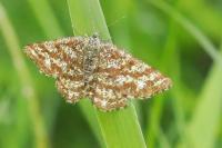 Ematurga atomaria