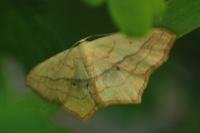 Scopula imitaria