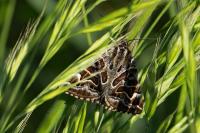 Euclidia mi