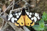 Arctia villica