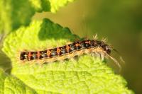 Lymantria dispar