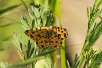 Pseudopanthera macularia