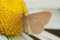 Minoa murinata