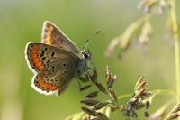 Aricia agestis