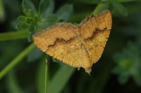 Camptogramma bilineata