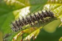 Saturnia pavonia