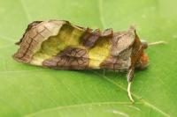 Diachrysia chrysitis