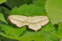 Timandra comae