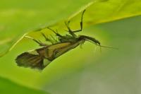 Alabonia geoffrella
