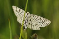 Siona lineata
