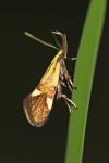Alabonia geoffrella