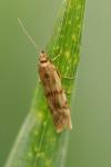 Homoeosoma sinuella