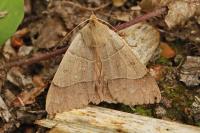 Minucia lunaris
