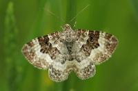 Epirrhoe alternata