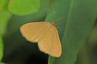 Minoa murinata
