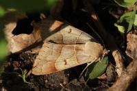 Minucia lunaris