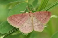 Scopula rubiginata