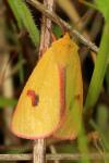 Diacrisia sannio