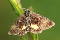 Panemeria tenebrata