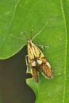 Alabonia geoffrella