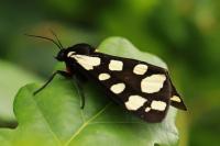 Arctia villica