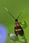 Cauchas fibulella
