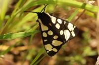 Arctia villica