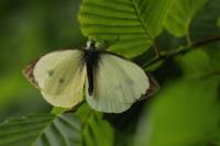 Pieris brassicae