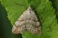 Aplocera