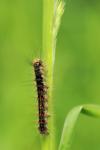 Lymantria dispar