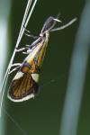 Alabonia geoffrella