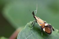 Alabonia geoffrella