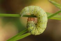 Polyploca ridens