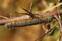 Malacosoma neustria