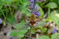 Hemaris fuciformis