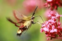 Hemaris fuciformis