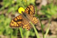 Lasiommata megera