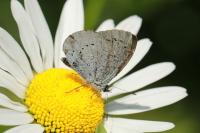 Celastrina argiolus