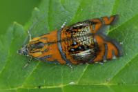Olethreutes arcuella