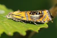 Olethreutes arcuella